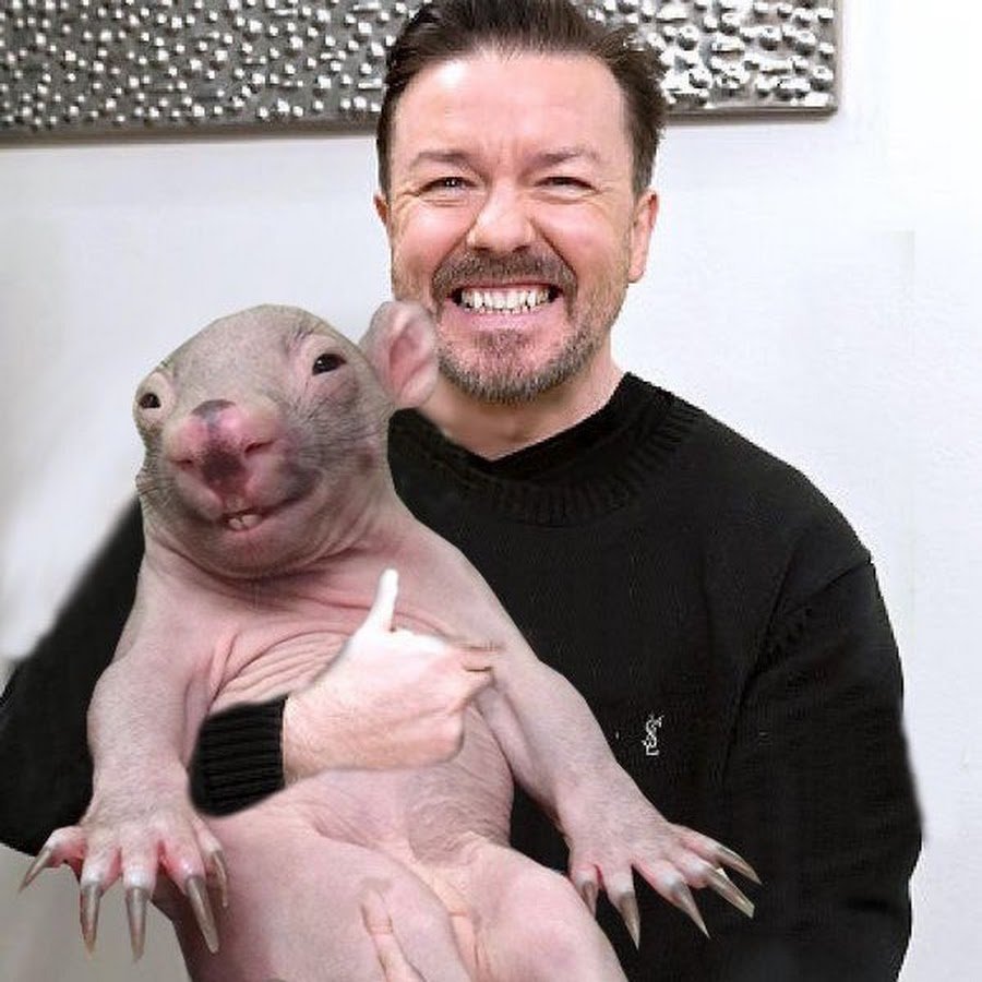 Вомбат улыбается лысый