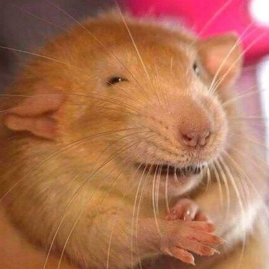 Смешные картинки с хомяками