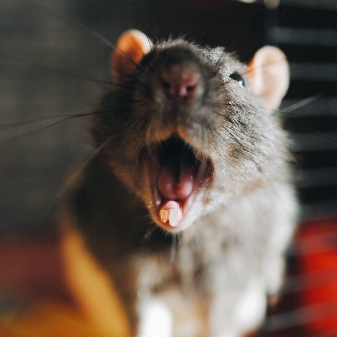 Крыса белка