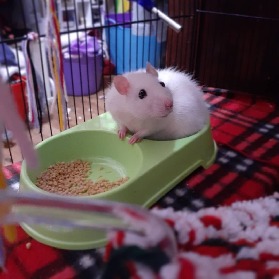 Хомяк с каре