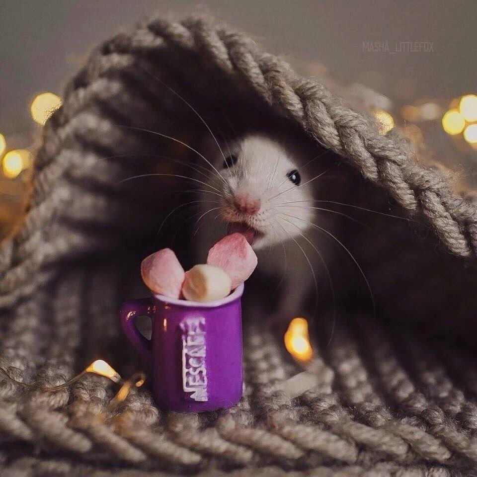 Красивая мышка