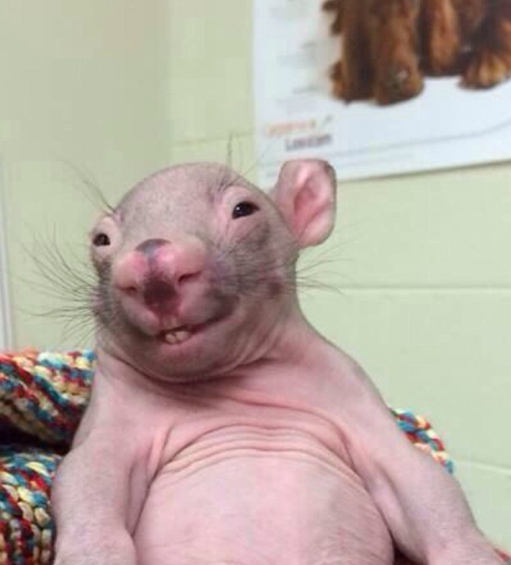 Наглая крыса