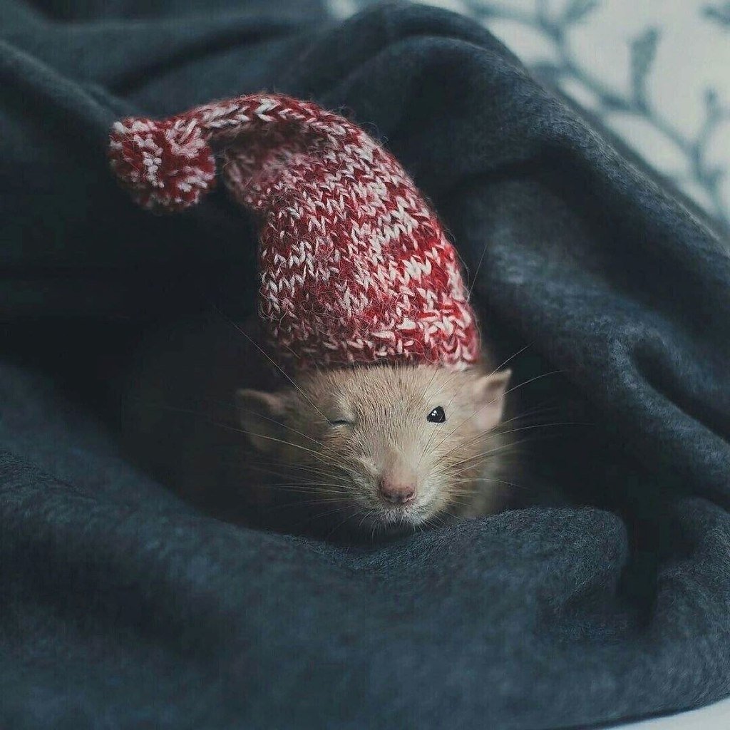 Хомяк в шапочке