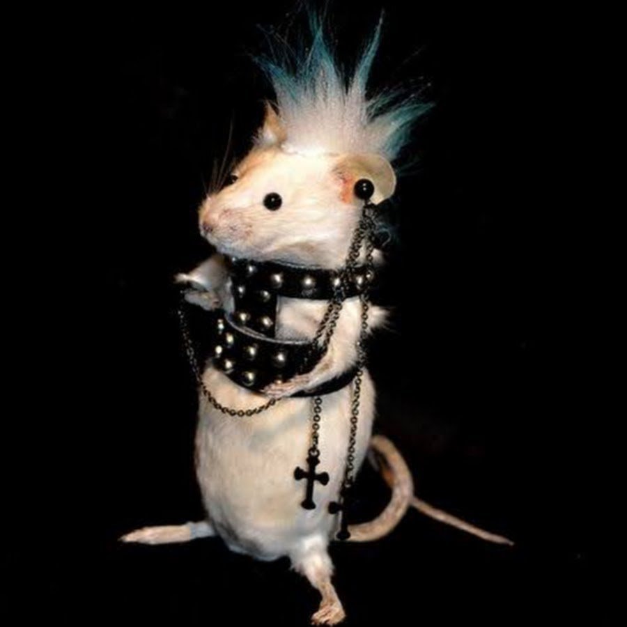 Крыса улыбается