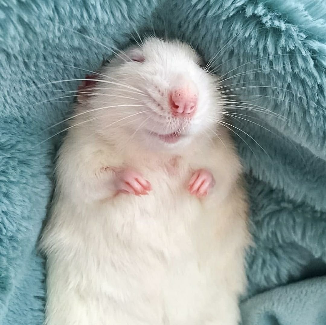 Улыбчивая крыса