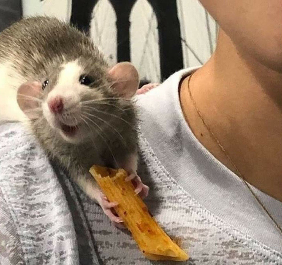 Смешные домашние крысы