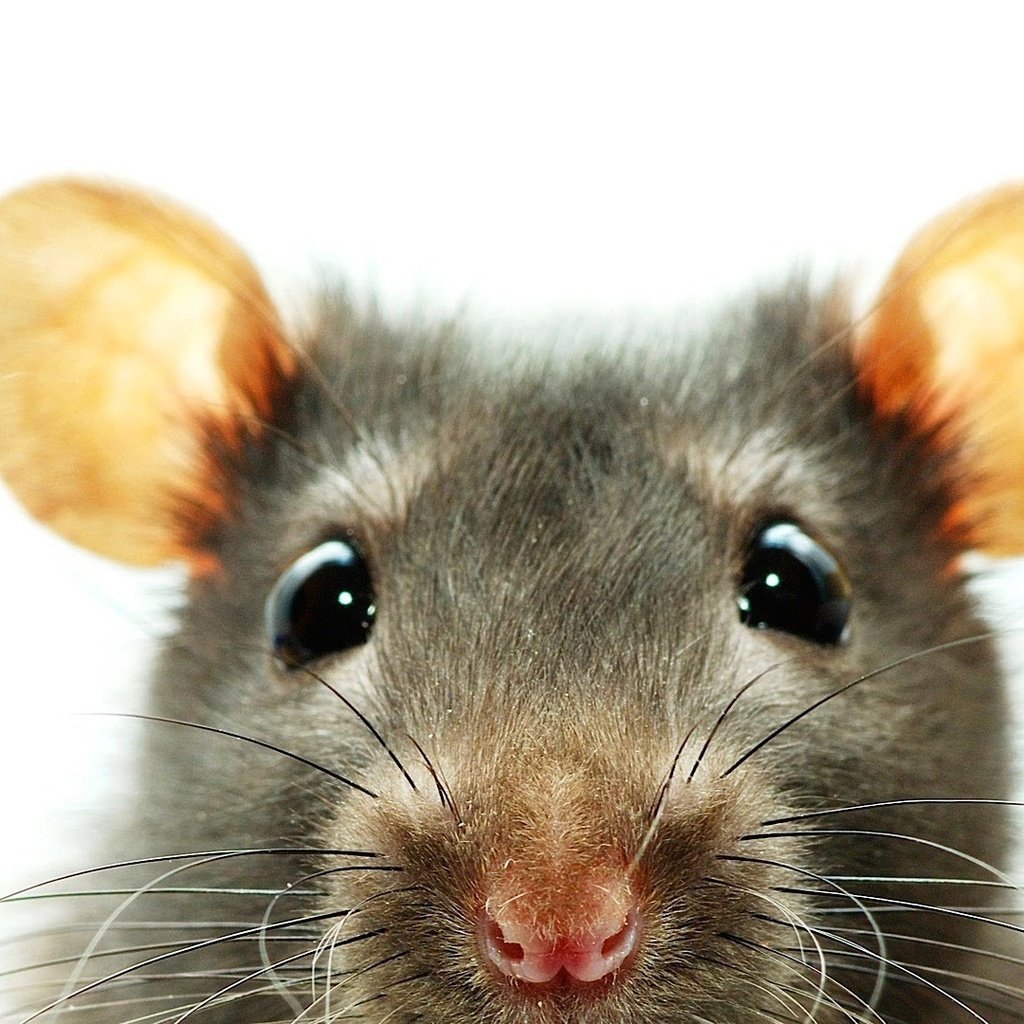 Мордочка крысы