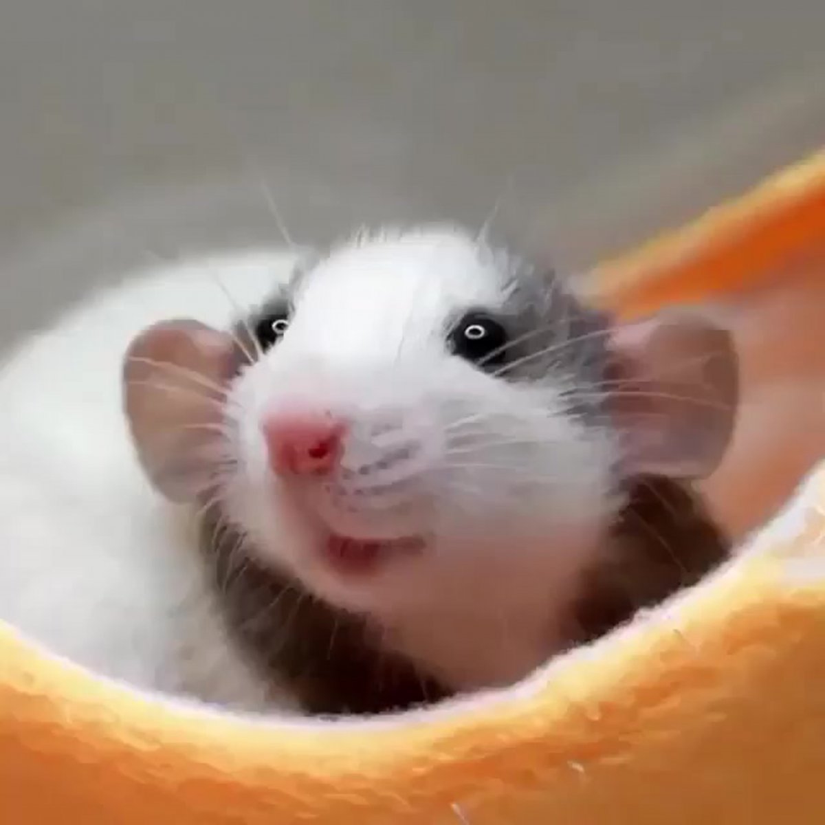 Милые крысы Дамбо