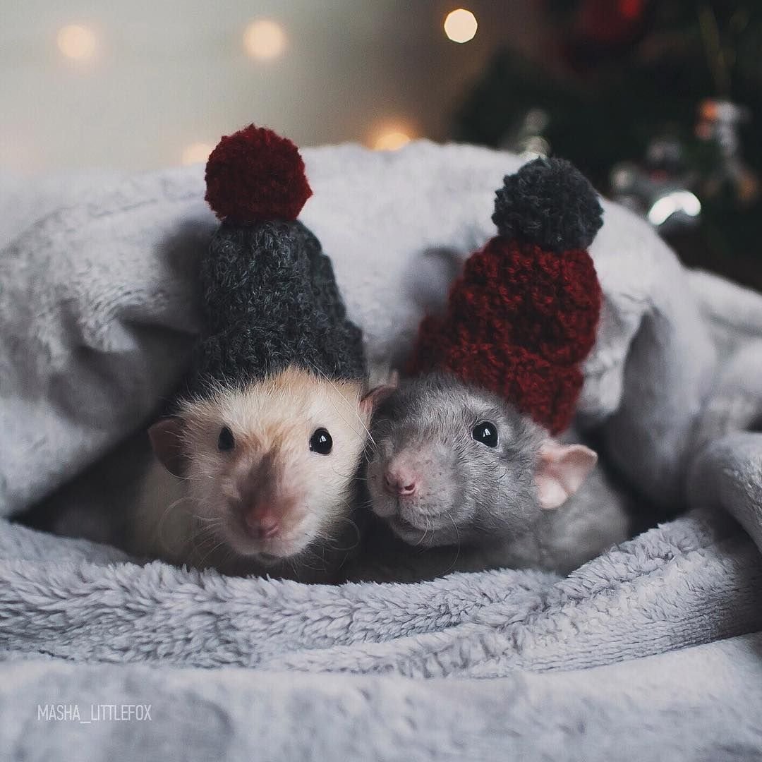 Новогодний хомяк