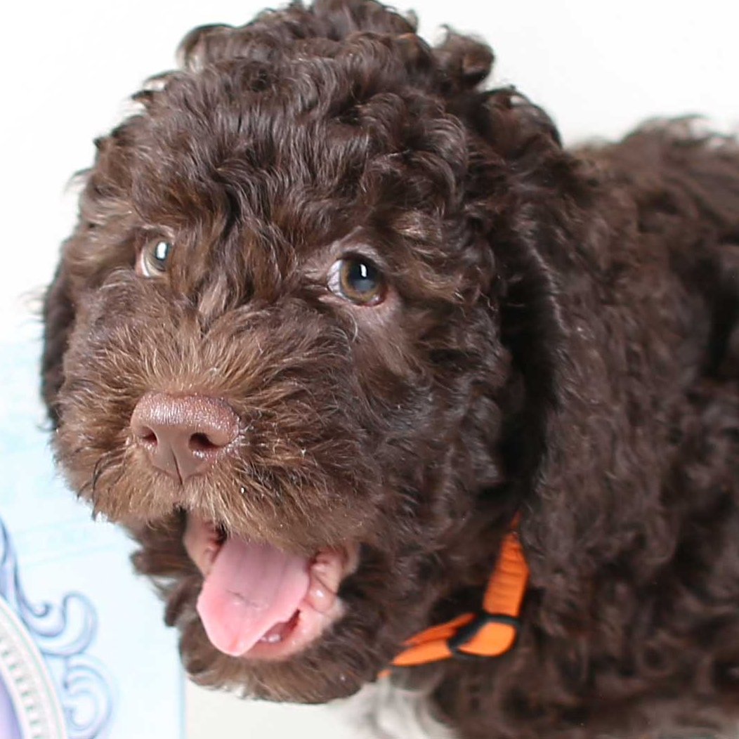 Лаготто-романьоло собака