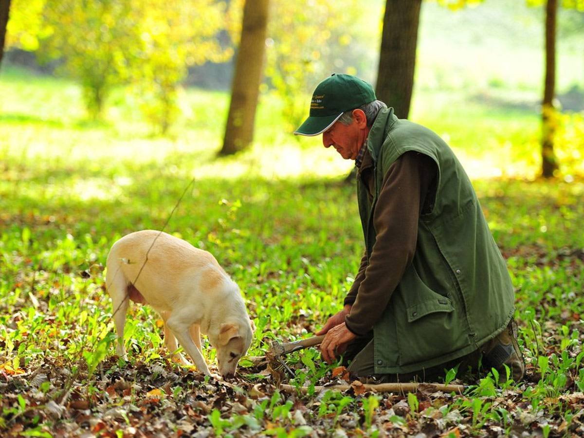 Собака которая ищет трюфели