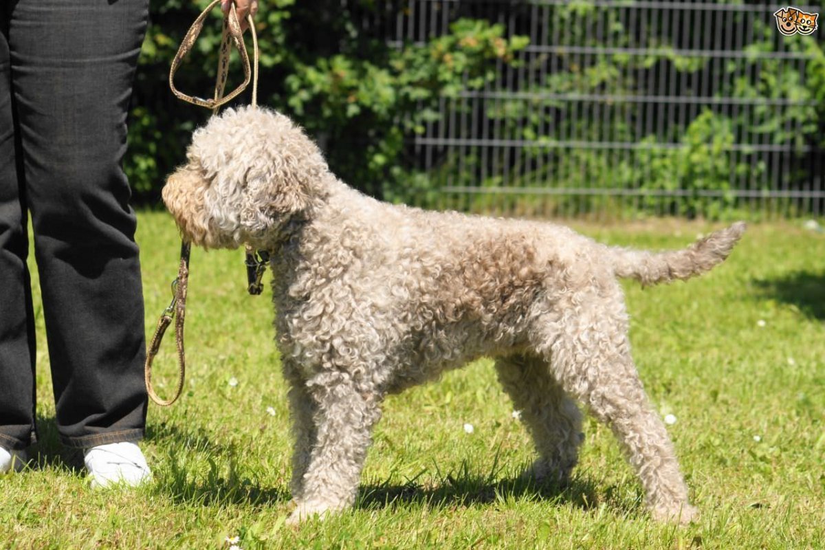 Лаготто-романьоло собака