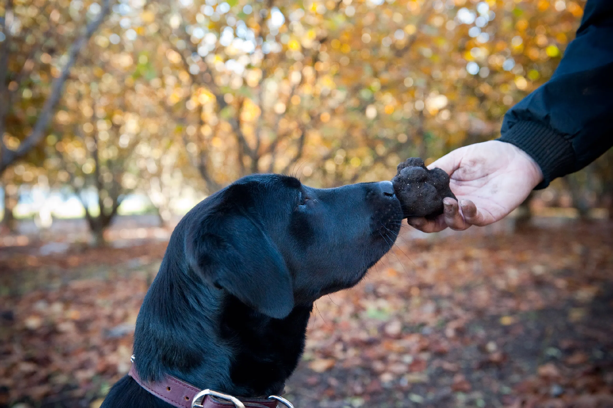 Собака которая ищет трюфели