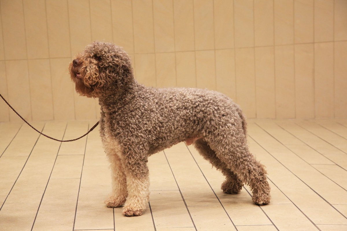 Лаготто романьоло