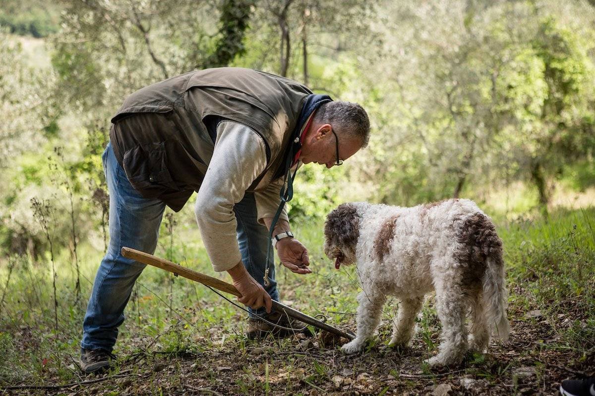 Собаки которые ищут трюфеля
