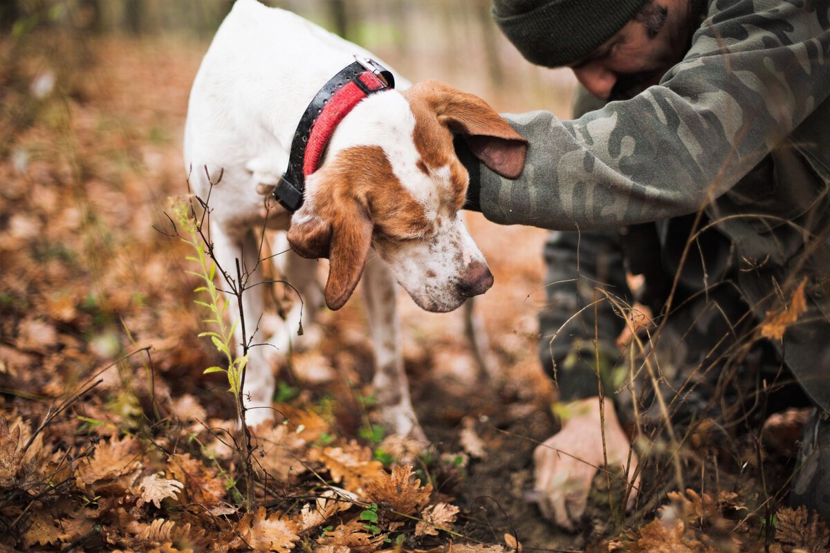 Собаки ищущие трюфели