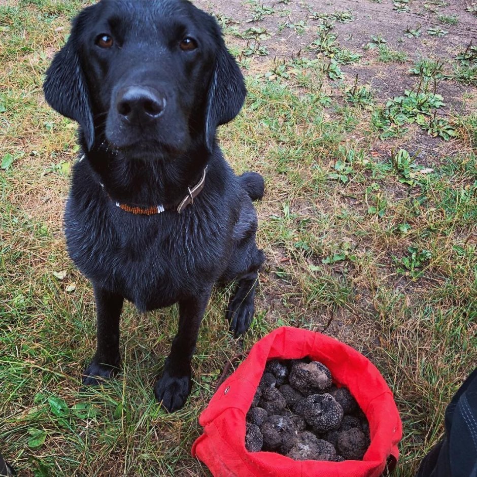 Собака для трюфелей порода