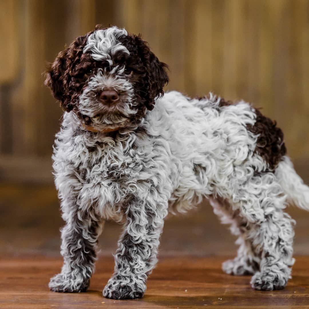 Итальянская водяная собака Лаготто романьоло