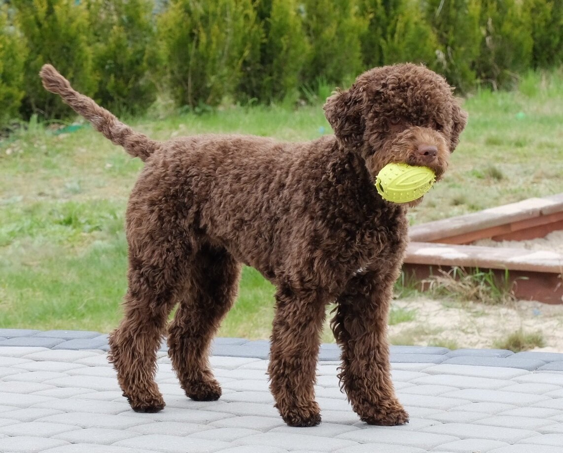 Лаготто-романьоло порода