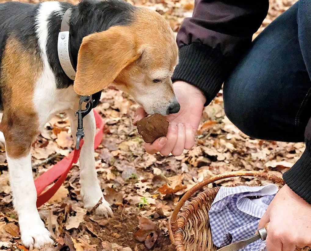 Трюфельная собака фото