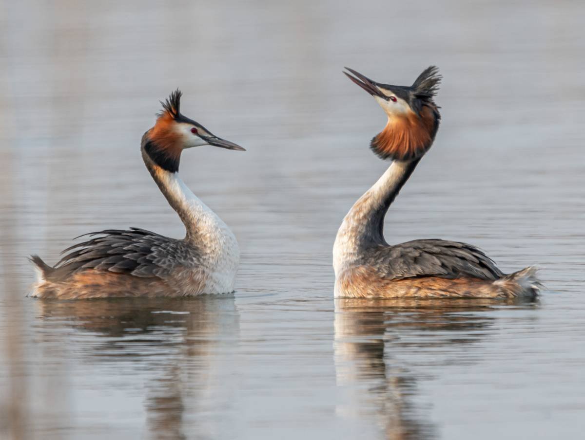 Поганка чомга птица