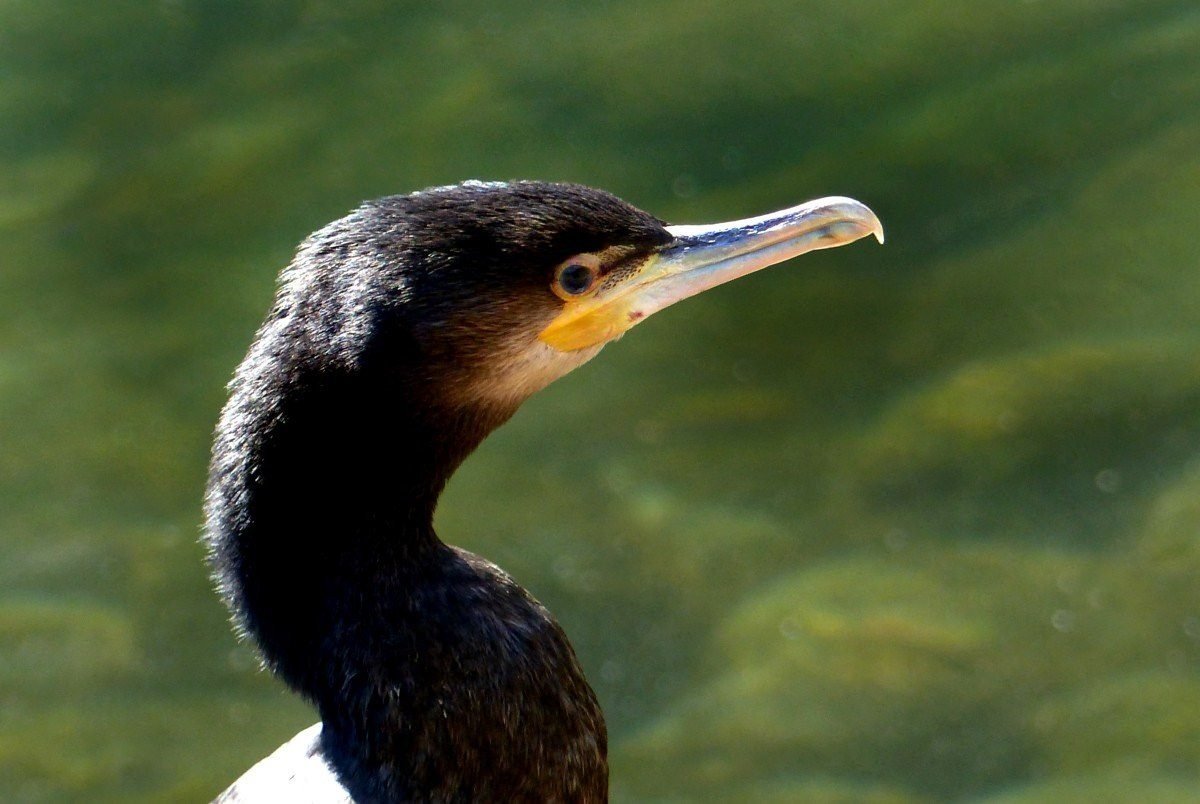 Баклан поганка