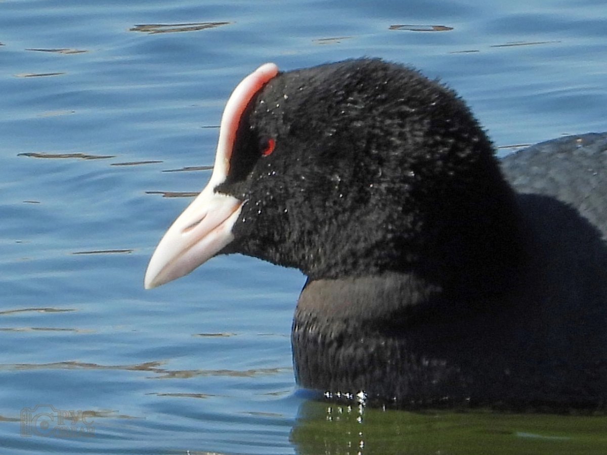 Гагара лысуха