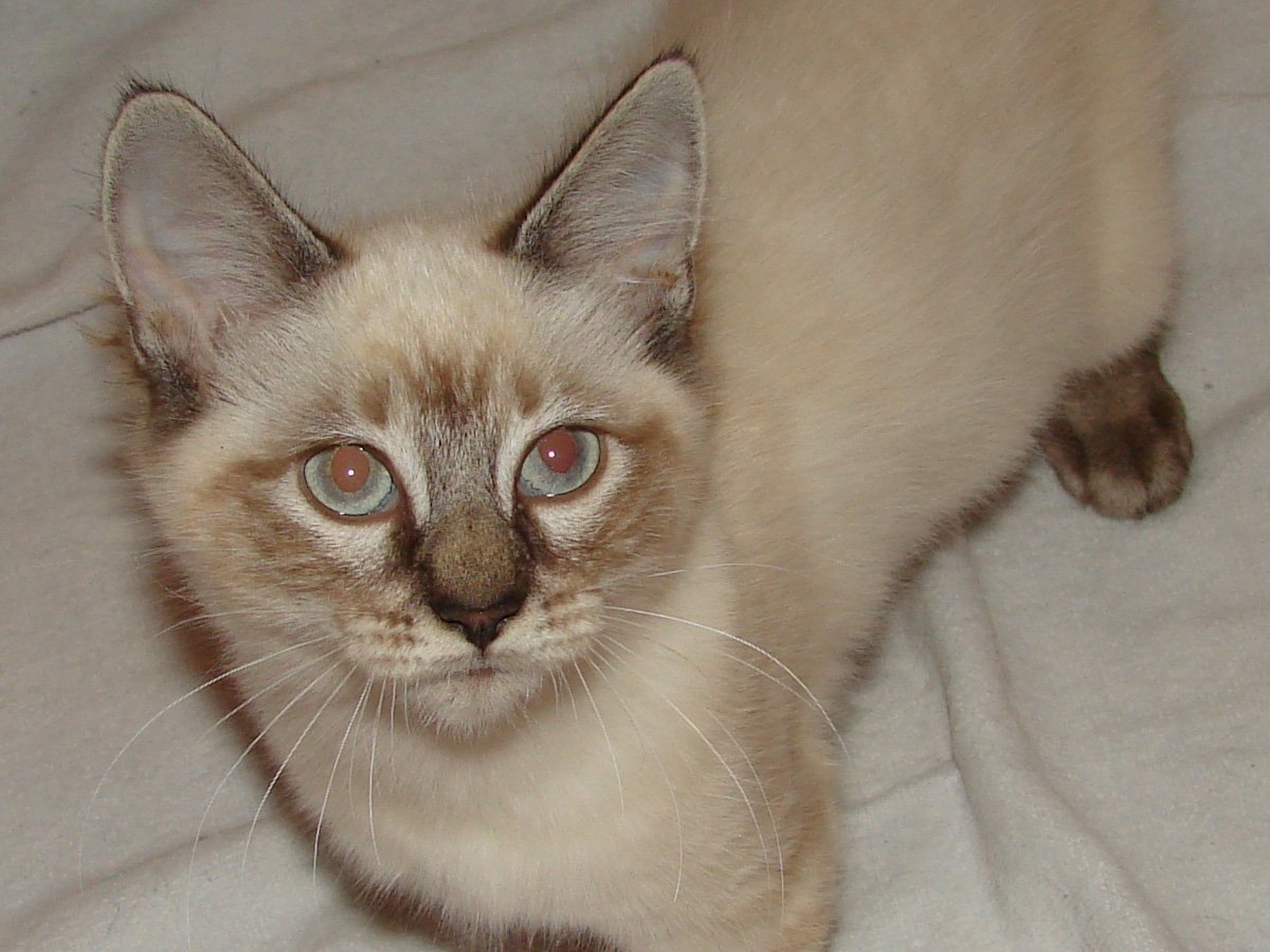 Тайская кошка Сиамская Невская маскарадная