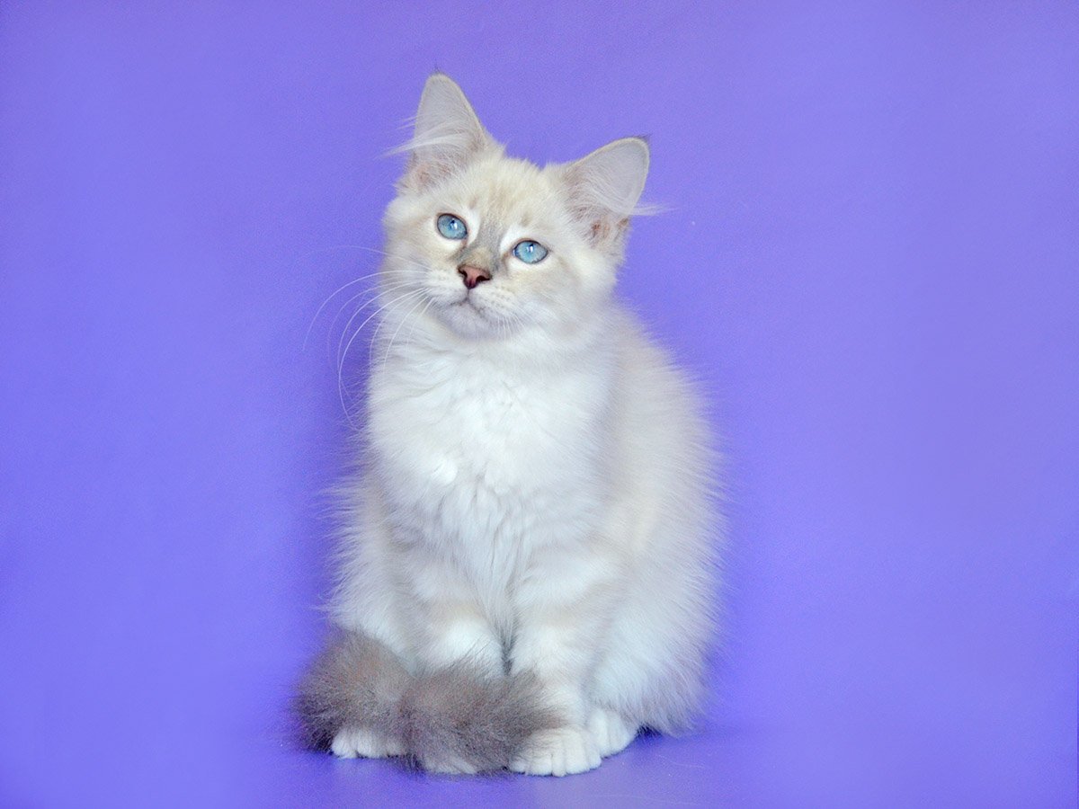 Невская маскарадная кошка короткошерстная