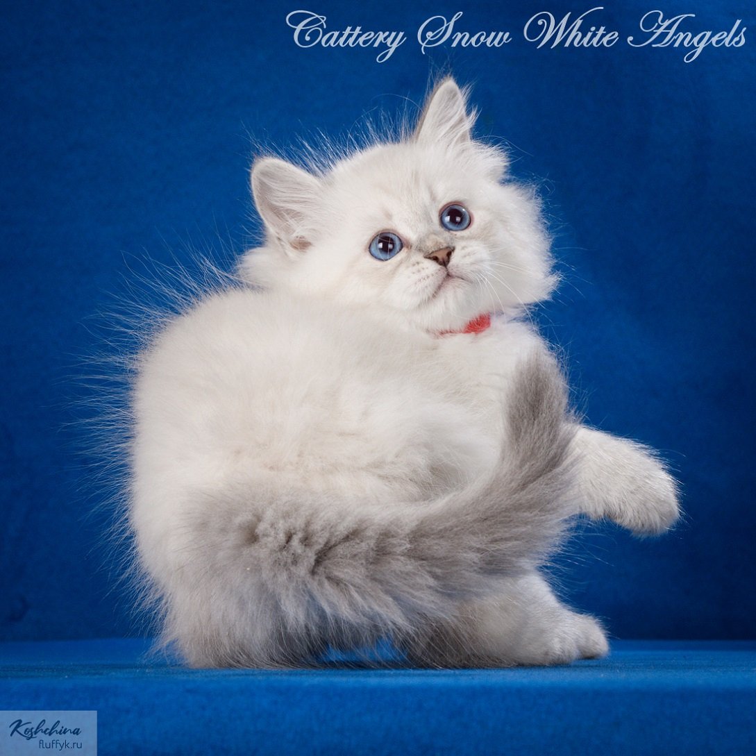 Маскарадная кошка