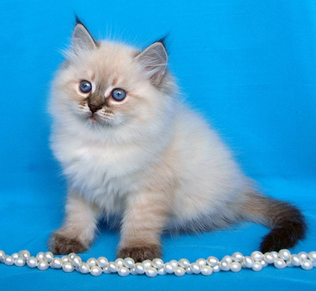 Невская кошка Невская маскарадная