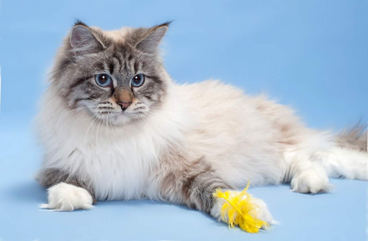 Порода кошек Невская маскарадная