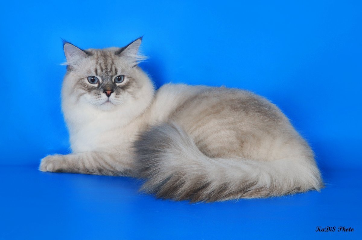 Невская маскарадная гладкошерстная кошка