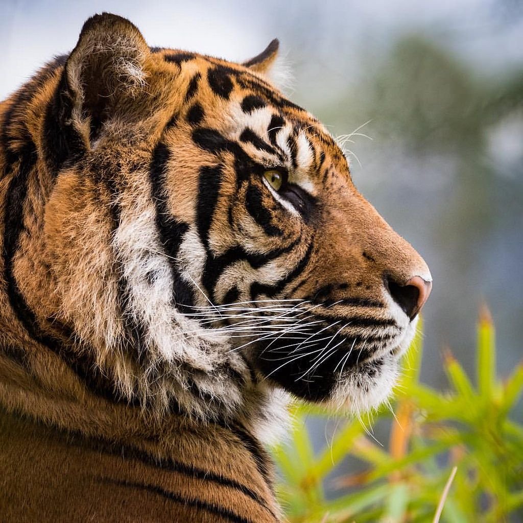 Тигровая корона