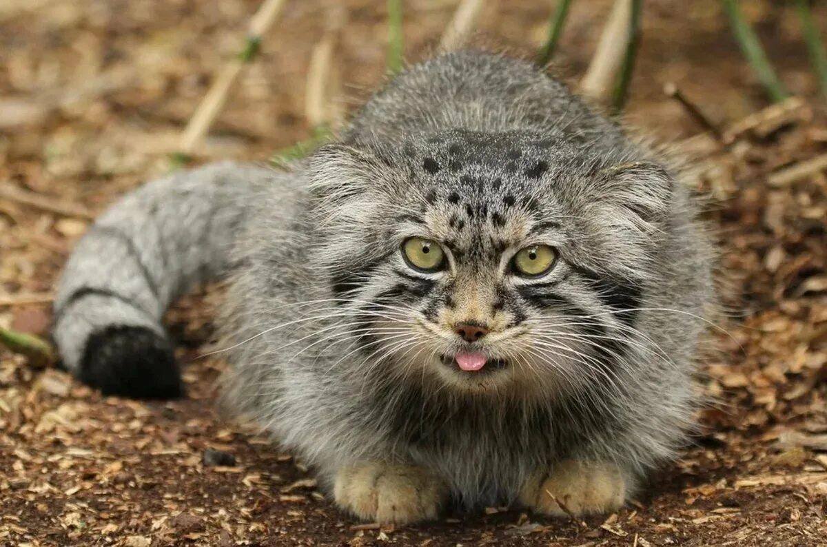 Тибетский Манул