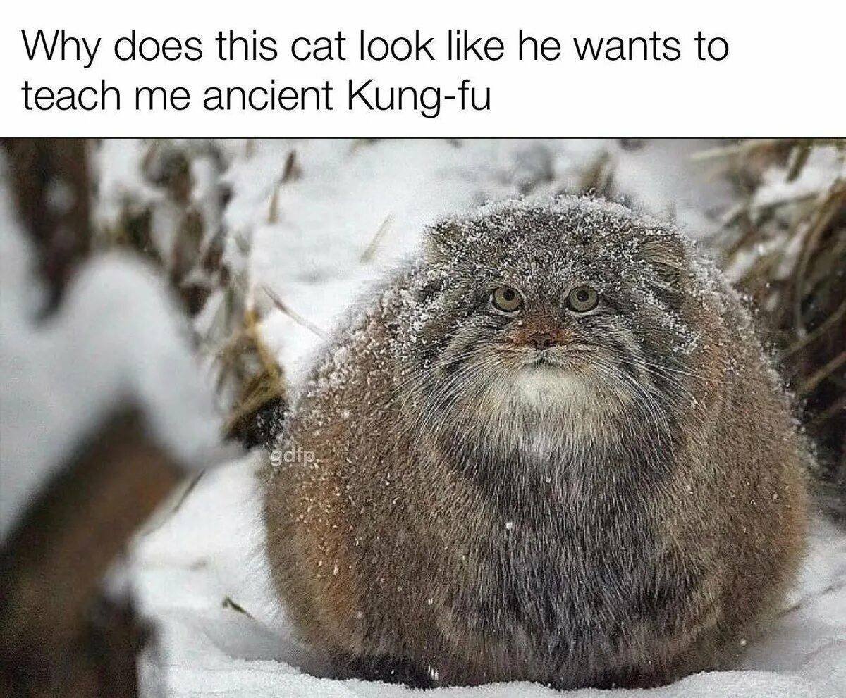 Манул Забайкальский дикий кот