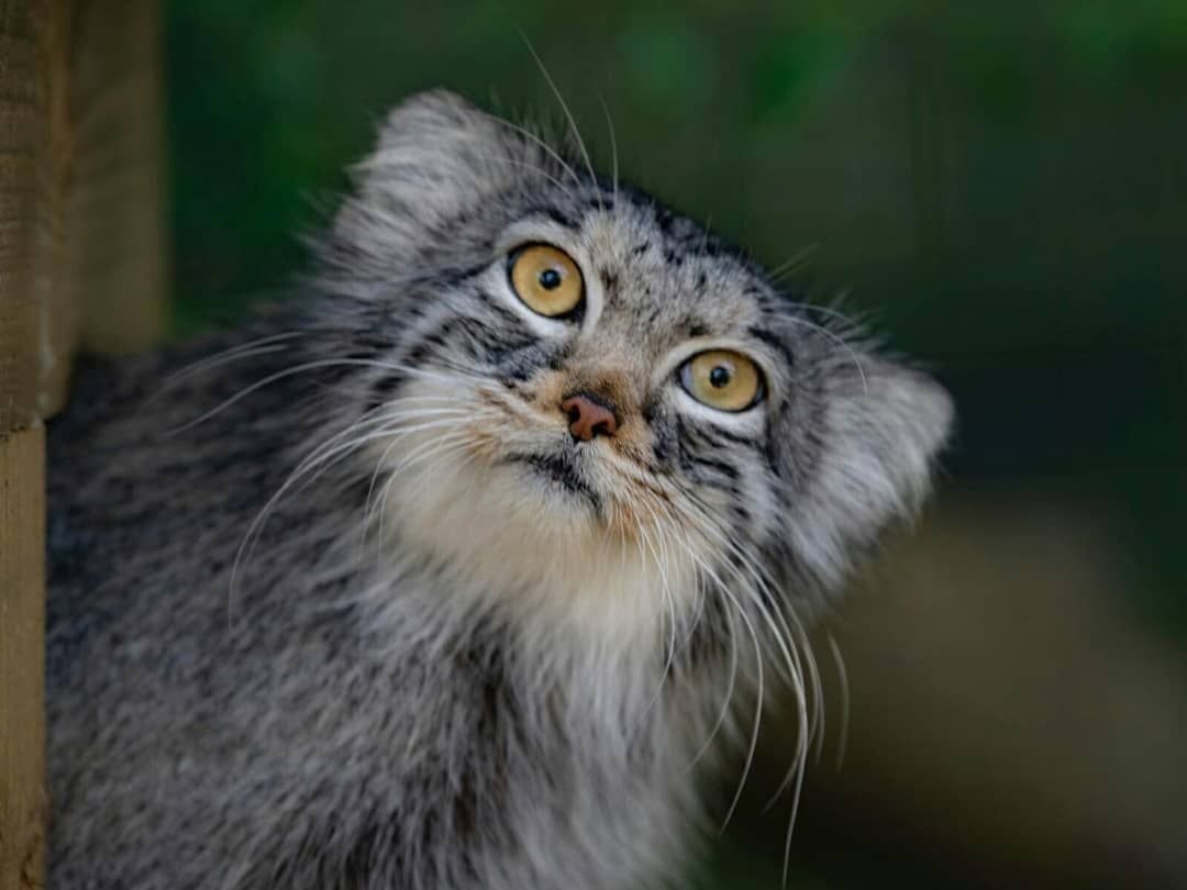 Манул котята