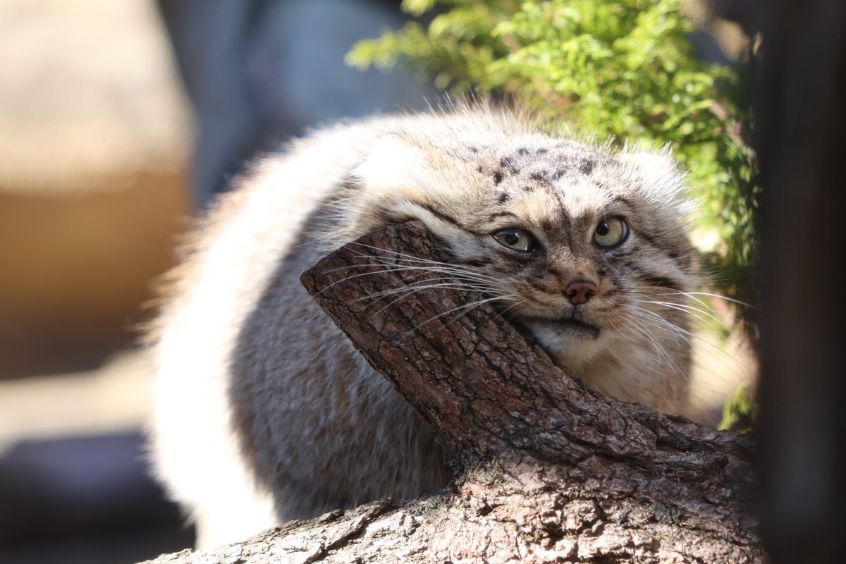 Спящий Манул