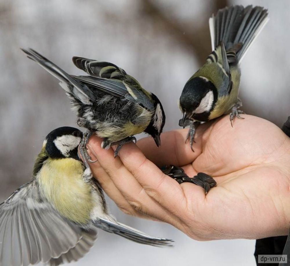 Синица на ладони