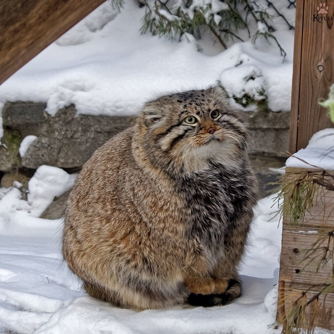 Манул Новосибирский зоопарк