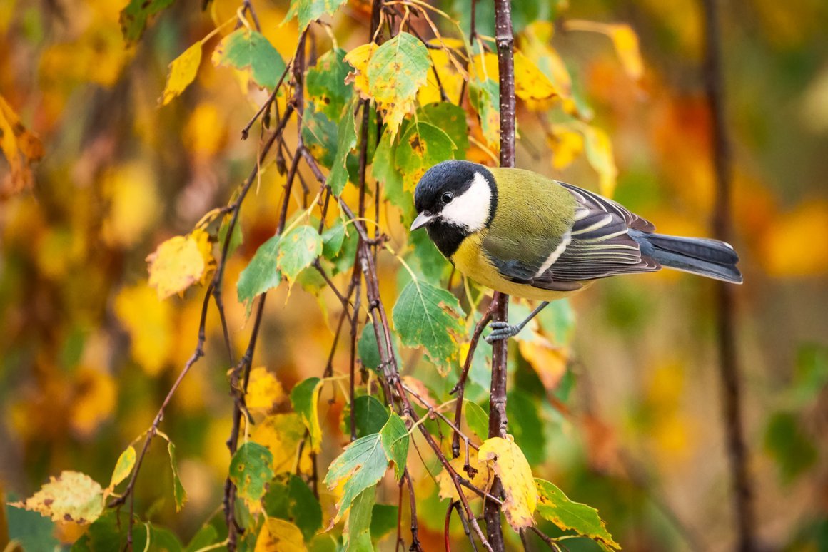Птичка синичка Лесная