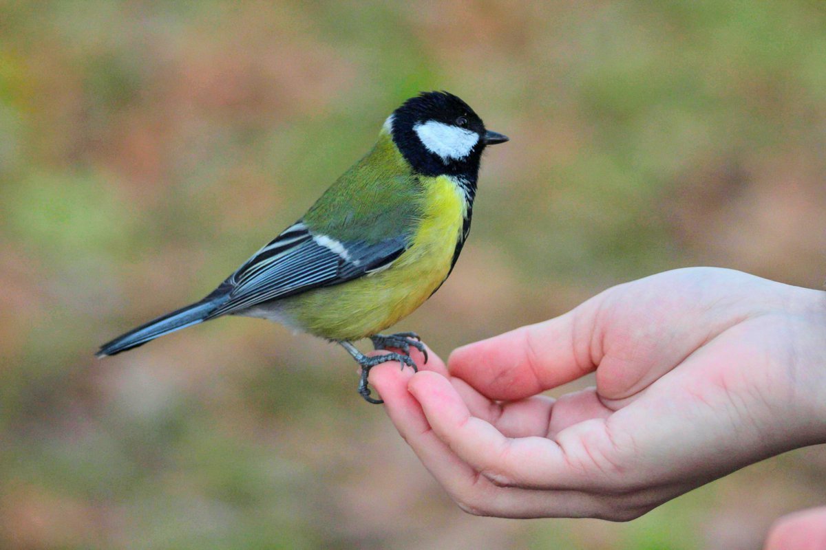 Дуплянка для синиц