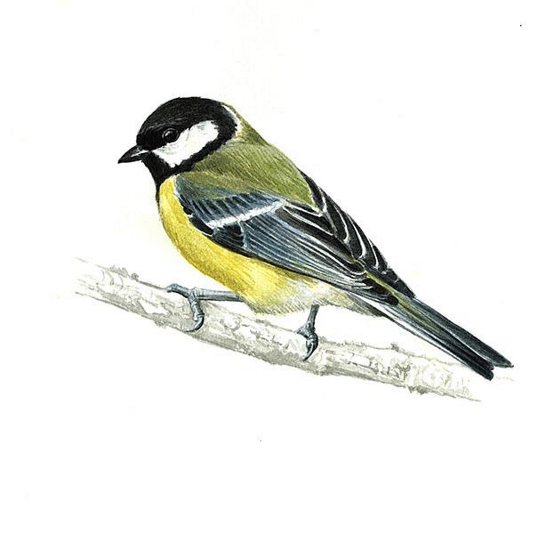 Синица для детей