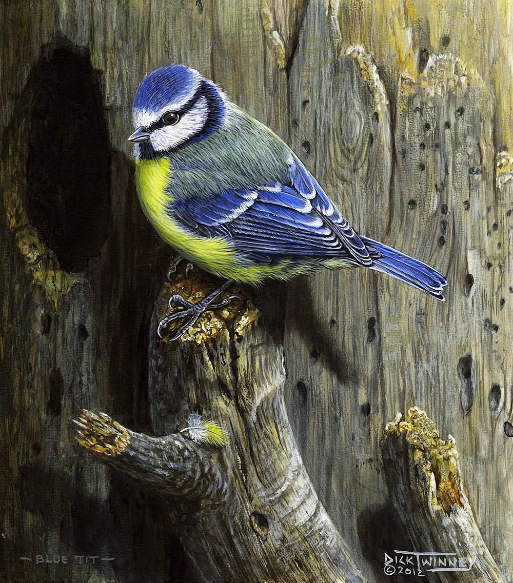 Синичка на ветке