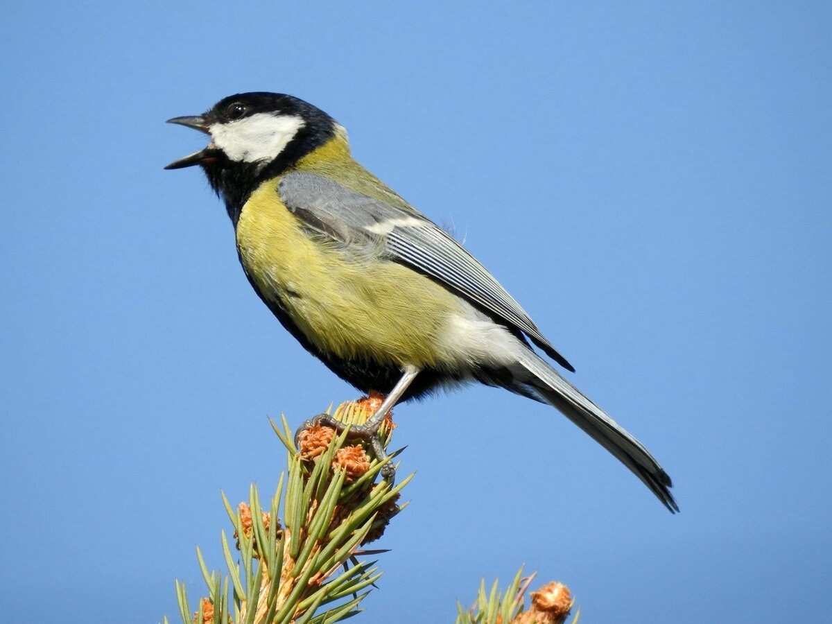 Большая синица