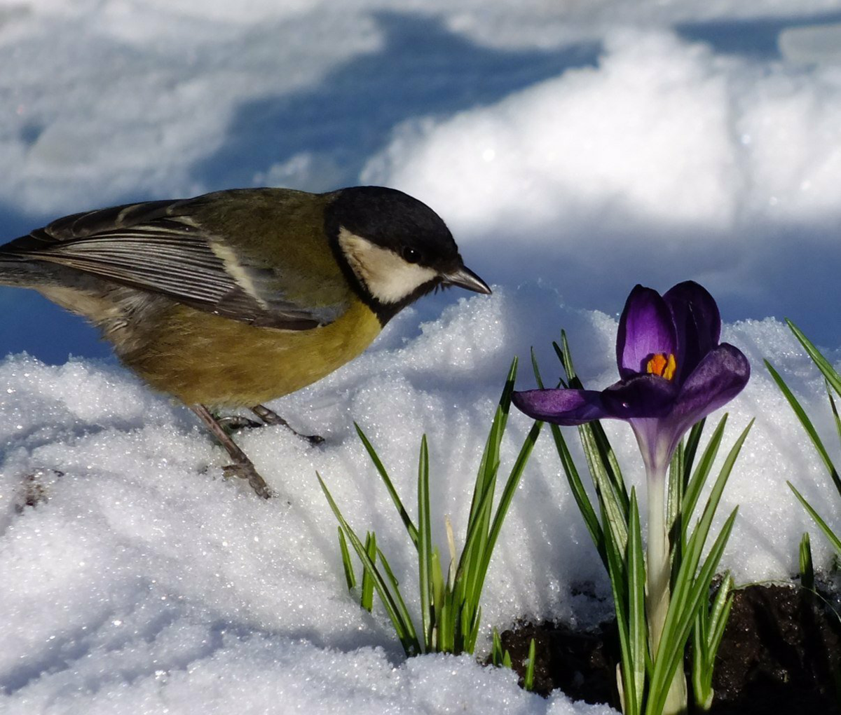 Весенние птички
