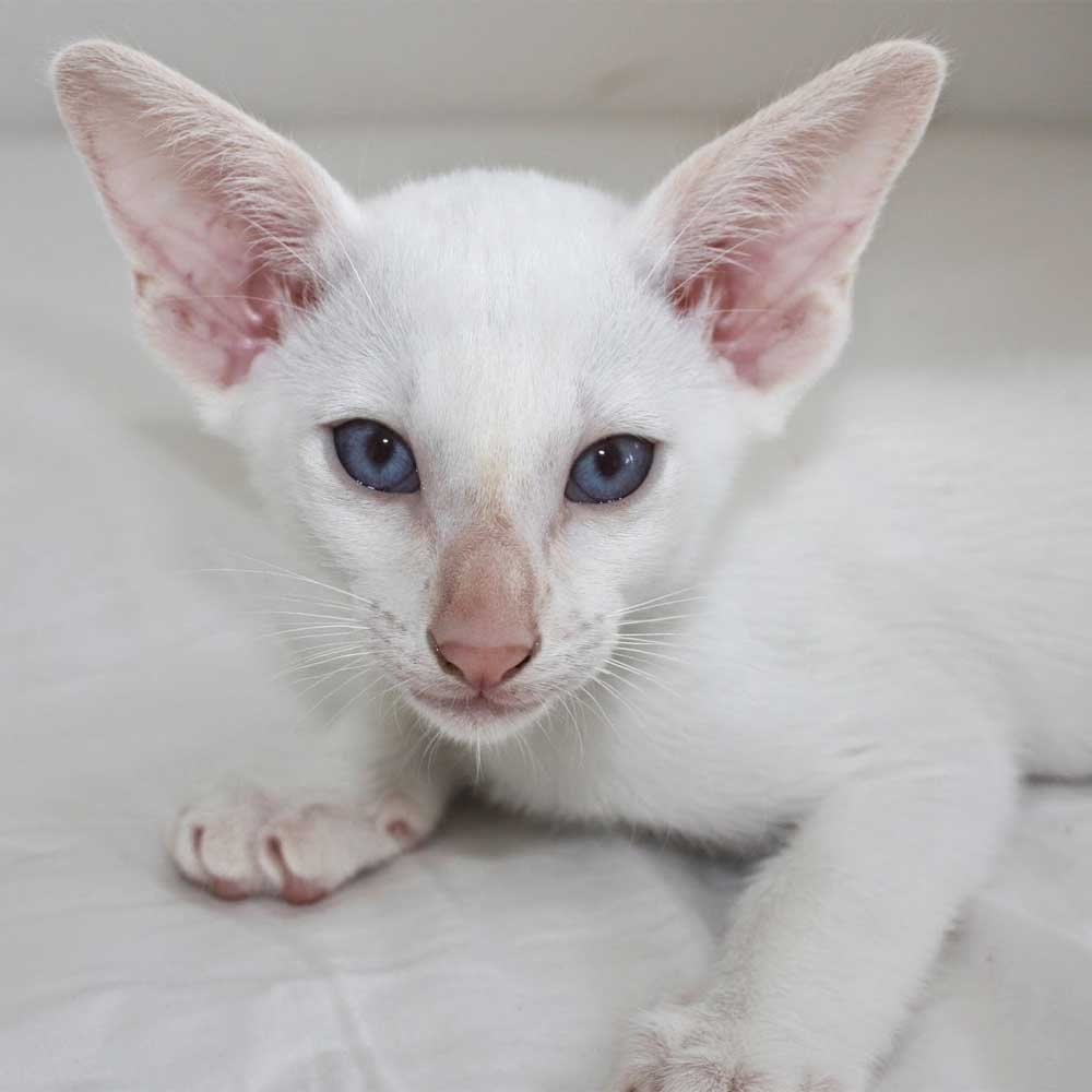 Ориентальная Балинезийская кошка