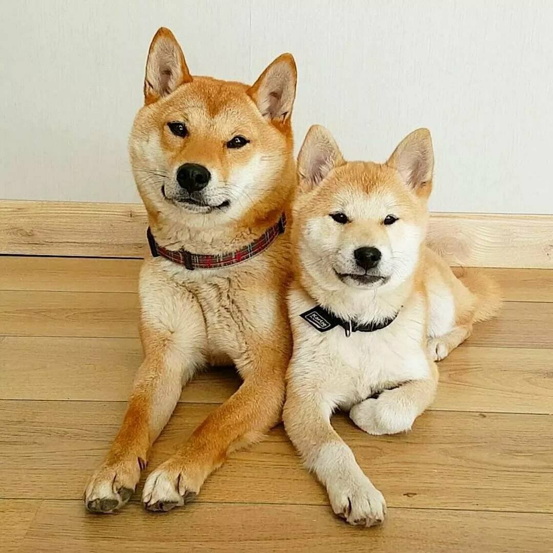 Порода Акита и сиба ину