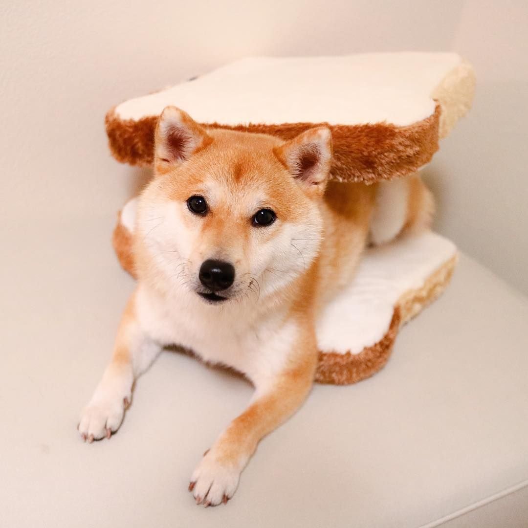 Шиба ину и сиба ину