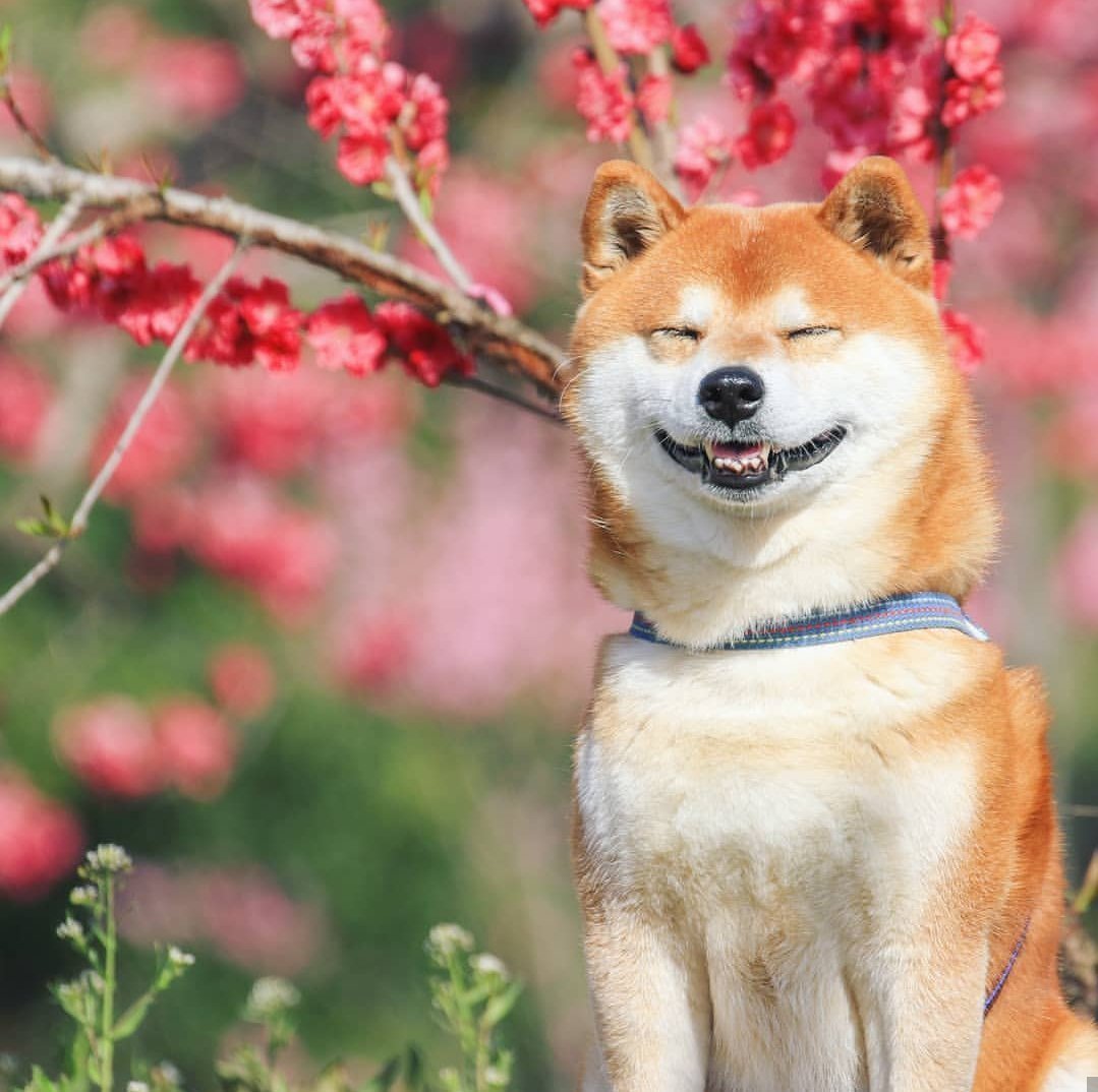 Японская сиба ину